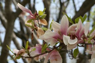 Cherry Blossoms 201016
