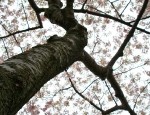 Cherry Blossoms 201001