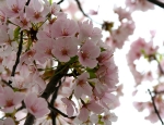 Cherry Blossoms 201003