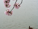 Cherry Blossoms 201005
