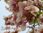 Cherry Blossoms 201015
