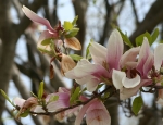Cherry Blossoms 201016