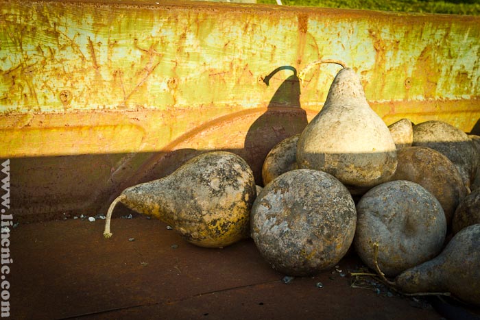 Post image for Zombie Squash